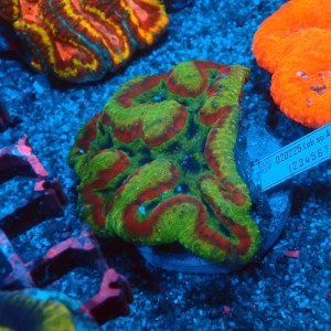 LOBOPHYLLIA ULTRA GREEN RED L #0107093