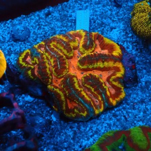 LOBOPHYLLIA ULTRA RAINBOW L #0107094