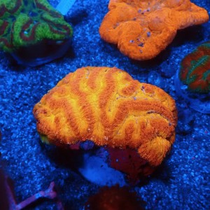 LOBPHYLLIA ULTRA ORANGE L #0107091