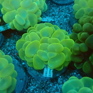 PLEROGYRA SINUOSA GREEN L #0107102
