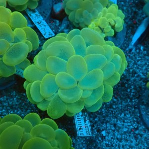 PLEROGYRA SINUOSA GREEN L #0107106