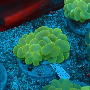 PLEROGYRA SINUOSA GREEN L #0107112