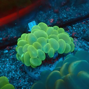 PLEROGYRA SINUOSA GREEN L #0107113