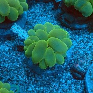 PLEROGYRA SINUOSA GREEN M #0107095