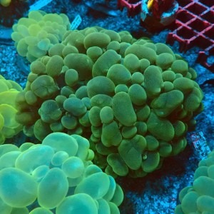 PLEROGYRA SINUOSA GREEN XL #0107097