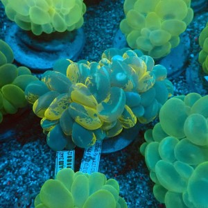 PLEROGYRA SINUOSA YELLOW CAT`S EYE L #0107099