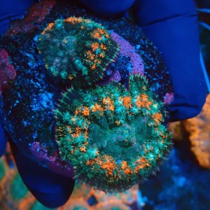 RHODACTIS BOUNCE [2P] #0107045