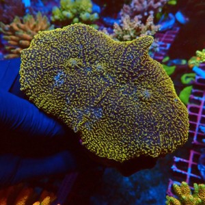 RHODACTIS MUSSOIDES ORANGE/GOLD L+ #0107042