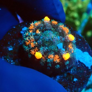 RHODACTIS SUNKIST BOUNCE  S #0107051