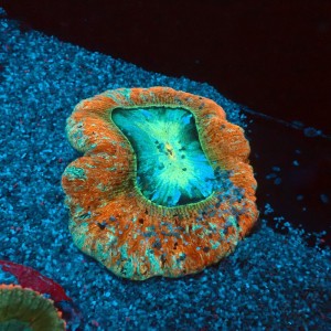 TRACHYPHYLLIA ORANGE RAINBOW [~10CM] #0107088