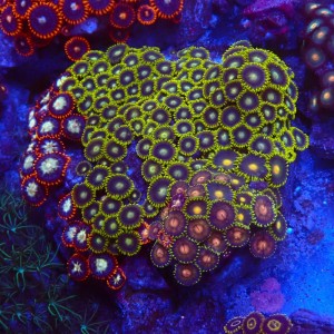 ZOANTHUS GARDEN #0107003