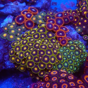 ZOANTHUS GARDEN #0107010
