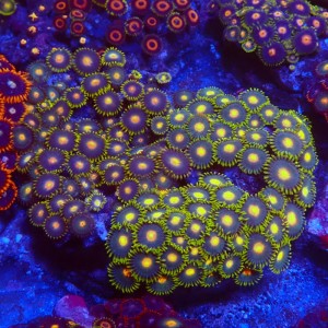 ZOANTHUS GARDEN #0107011