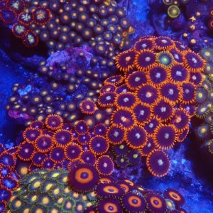 ZOANTHUS GARDEN #0107012