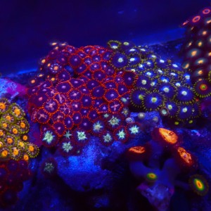 ZOANTHUS GARDEN #0107016