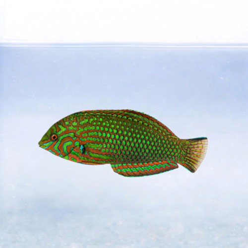 Macropharyngodon meleagris (M)