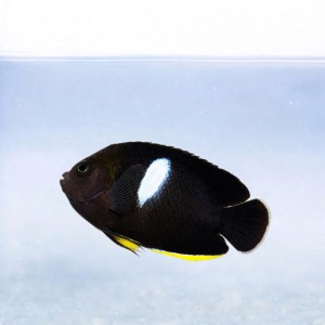Centropyge tibicine