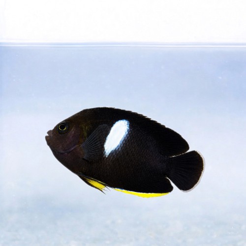 Centropyge tibicine