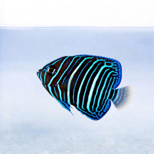 Pomacanthus annularis (S) - ustniczek pierścieniowaty