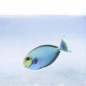 Naso vlamingi (M)