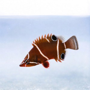 Wetmorella albofasciata