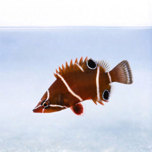 Wetmorella albofasciata