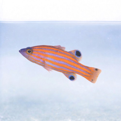 Liopropoma swalesi