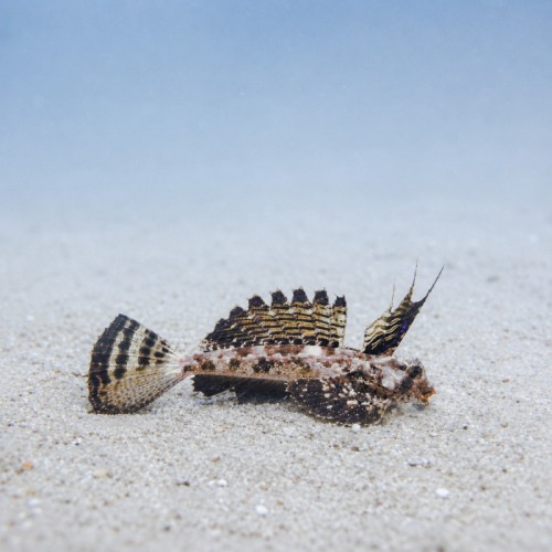 Dactylopus dactylopus - manadryn