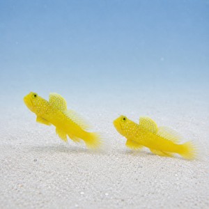 Cryptocentrus cinctus (S/M) - PARA - babka