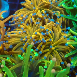 EUPHYLLIA GLABRESCENS HOLY GRAIL ORANGE [M]  #1007043