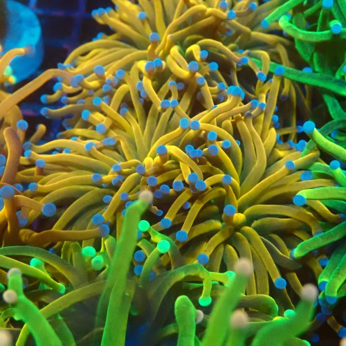 EUPHYLLIA GLABRESCENS HOLY GRAIL ORANGE [M]  #1007043
