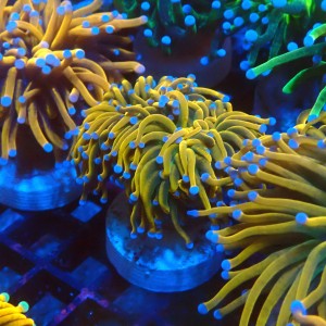 EUPHYLLIA GLABRESCENS HOLY GRAIL ORANGE [DOUBLEHEAD] #1007045