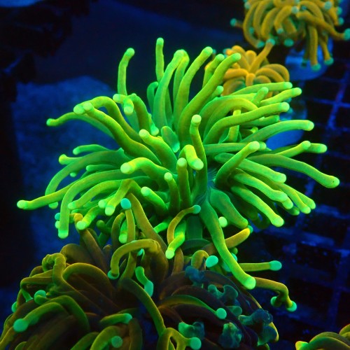 EUPHYLLIA GLABRESCENS BANANA HOLY GRAIL TOXIC GREEN [S] #1007042