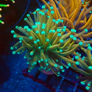 EUPHYLLIA CRISTATA TIGER TORCH [S] #1007041