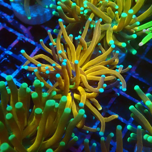 EUPHYLLIA CRISTATA TIGER TORCH [S] #1007035