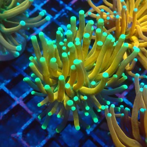 EUPHYLLIA CRISTATA TIGER TORCH [DOUBLEHEAD] #1007034
