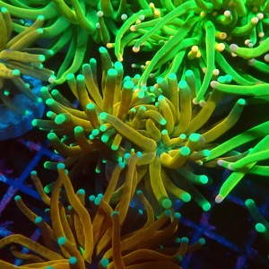 EUPHYLLIA CRISTATA TIGER TORCH [M] #1007036