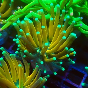 EUPHYLLIA CRISTATA TIGER TORCH [S] #1007033