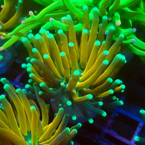 EUPHYLLIA CRISTATA TIGER TORCH [S] #1007033
