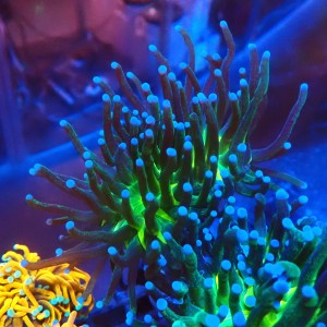EUPHYLLIA GLABRESCENS GLITTER [M] #1007025