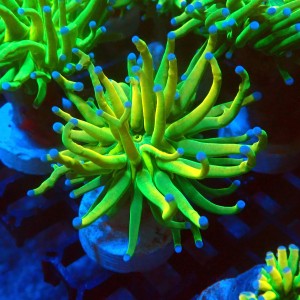 EUPHYLLIA GLABRESCENS OG HOLY GRAIL [S] #1007024