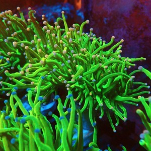 EUPHYLLIA GLABRESCENS HOLY GRAIL COTTON CANDY [M] #1007023