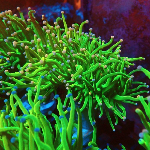 EUPHYLLIA GLABRESCENS HOLY GRAIL COTTON CANDY [M] #1007023