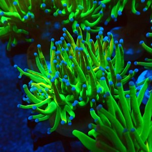 EUPHYLLIA GLABRESCENS HOLY GRAIL B [M] #1007022