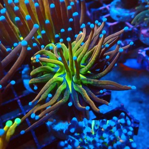EUPHYLLIA GLABRESCENS ULTRA NYKNICKS [S] #1007020