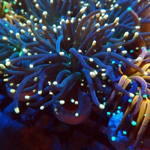 EUPHYLLIA GLABRESCENS BLACK TORCH [S] #1007017