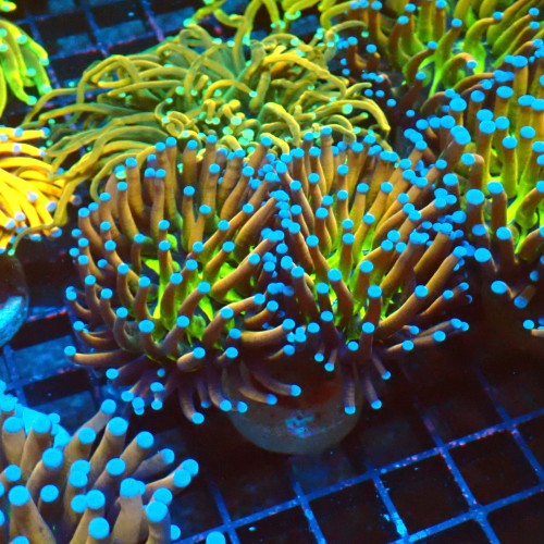 EUPHYLLIA GLABRESCENS ULTRA NYKNICKS [M] #1007003