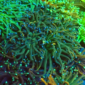 EUPHYLLIA GLABRESCENS RAPUNZEL TORCH B [L/4P+] #1007002