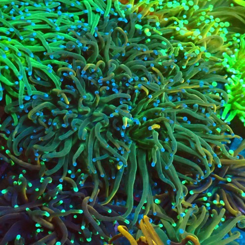 EUPHYLLIA GLABRESCENS RAPUNZEL TORCH B [L/4P+] #1007002
