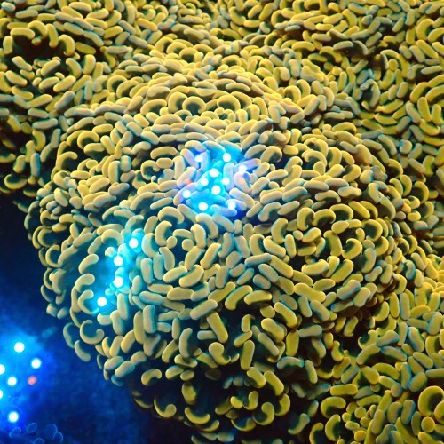 EUPHYLLIA PARAANCORA ULTRA GOLD [S: 1-2P] #1007006